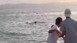ΒΙΝΤΕΟ-Δελφίνι επιτέθηκε σε 23χρονο - Το έκανε επειδή ήταν μοναχικό, λένε επιστήμονες