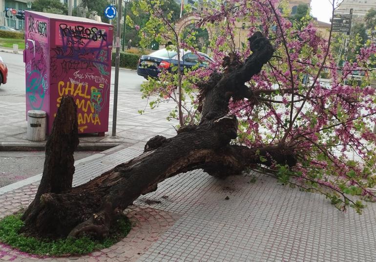ΦΩΤΟ-Θεσσαλονίκη: Έπεσε δέντρο στο κέντρο της πόλης