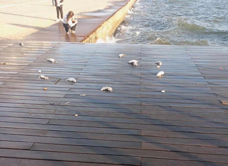 ΒΙΝΤΕΟ- Απίστευτες εικόνες: Δεκάδες ξεβρασμένα ποντίκια στο παραλιακό μέτωπο της Θεσσαλονίκης λόγω της μπόρας