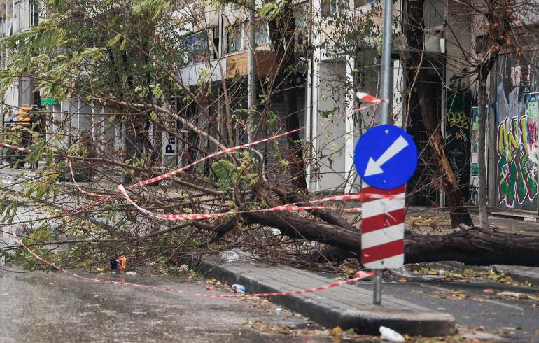Γιατί έπεσαν δεκάδες δέντρα στη Θεσσαλονίκη – Τα είδη που δεν πρέπει να φυτεύονται σε πόλεις