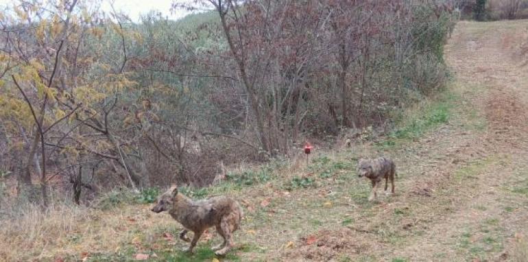 Θεσσαλονίκη: Σύσκεψη για τις συχνές επισκέψεις λύκων