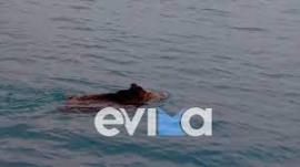 BINTEO-Αγριογούρουνο απόλαυσε το μπάνιο του σε θάλασσα της Χαλκίδας