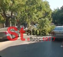 Θεσσαλονίκη: Δέντρο έπεσε στη Δελφών