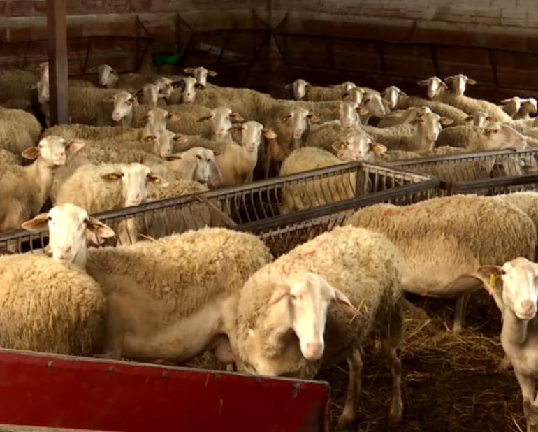 Σύλληψη τεσσάρων Βούλγαρων για παράνομη μεταφορά προβάτων