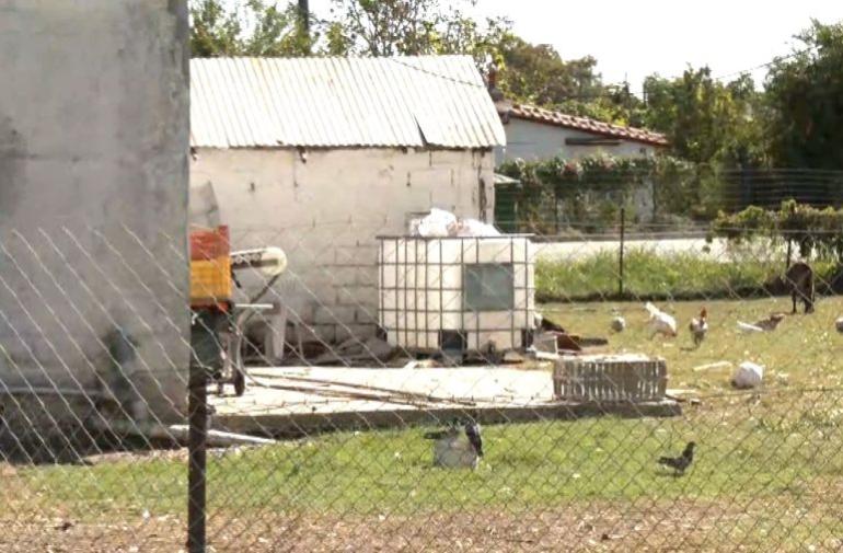 Θεσσαλονίκη: Φυλάκιση με αναστολή στον 47χρονο που είχε αλυσοδεμένα 14 σκυλιά