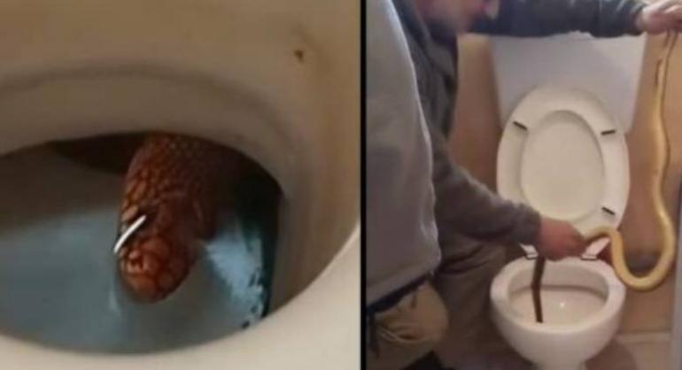 ΒΙΝΤΕΟ-Έβγαλαν φίδι από λεκάνη τουαλέτας στην Καστοριά