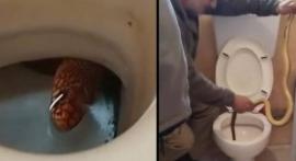 ΒΙΝΤΕΟ-Έβγαλαν φίδι από λεκάνη τουαλέτας στην Καστοριά