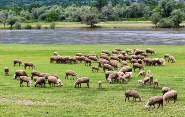 Σε εγρήγορση οι υπηρεσίες στον Έβρο μετά το κρούσμα αφθώδους πυρετού σε μικρή απόσταση από τα σύνορα