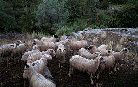 ΥΠΠΑΤ: Στις 489.307 οι θανατώσεις αιγοπροβάτων λόγω της ευλογιάς - Η εικόνα για τον αφθώδη πυρετό στη Λέσβο