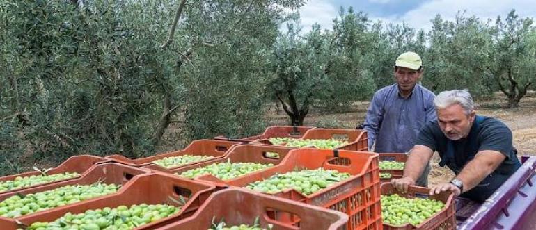 Στον αέρα οι ελαιοπαραγωγοί της Χαλκιδικής - Παραδίδουν πράσινες ελιές χωρίς να ξέρουν πόσο θα τις πληρωθούν