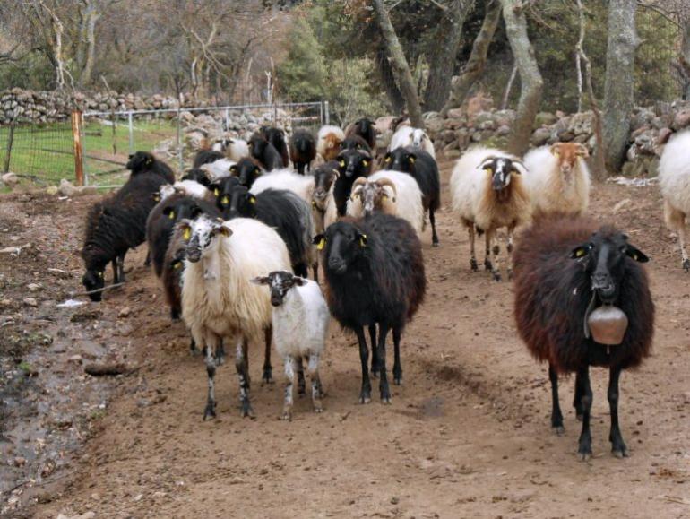Τσιάρας: Ξεκινούν την επόμενη εβδομάδα οι πληρωμές για τα παλιά βιολογικά – Στον Άρειο Πάγο οι καταγγελίες για παράνομα εμβόλια ευλογιάς