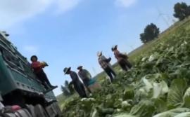 Σάλος στην Κίνα: Βουτούσαν τα λάχανα σε... φορμαλδεΰδη για να διατηρούνται φρέσκα