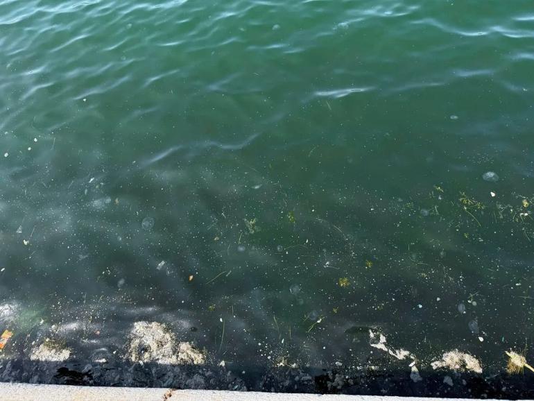 Θεσσαλονίκη: Ο Θερμαϊκός γέμισε με μέδουσες του φεγγαριού (VIDEO)