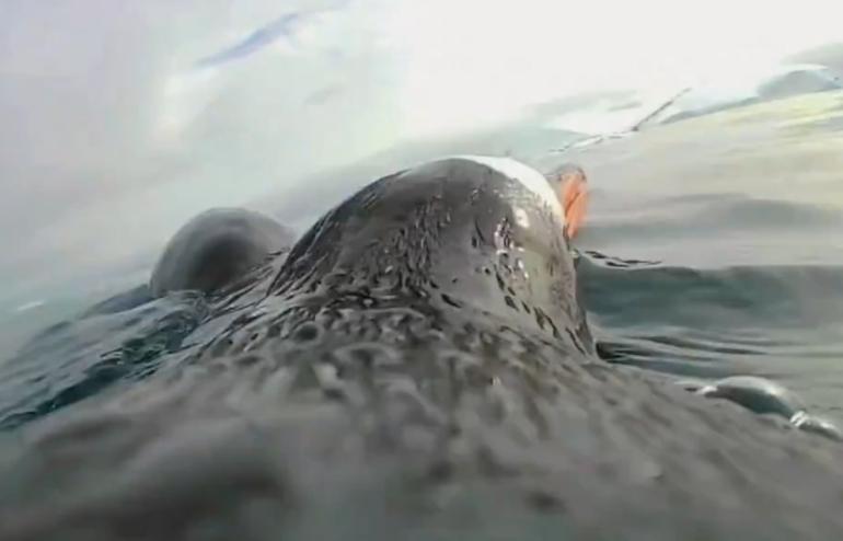 ΒΙΝΤΕΟ-Η ζωή ενός πιγκουίνου μέσα από τα «δικά του πλάνα» στα νερά της Ανταρκτικής