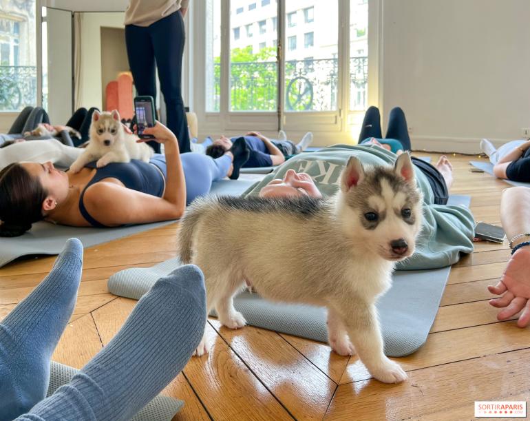Puppy yoga: Γιόγκα παρέα με κουτάβια τώρα και στη Θεσσαλονίκη!