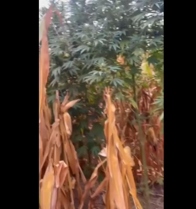 Πέλλα: Καλλιεργούσε δίμετρα δενδρύλλια κάνναβης σε χωράφι με καλαμπόκια (video)