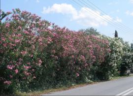 ΓΕΩΤ.Ε.Ε.: Βεβιασμένη η οδηγία για οριζόντια απομάκρυνση της πικροδάφνης