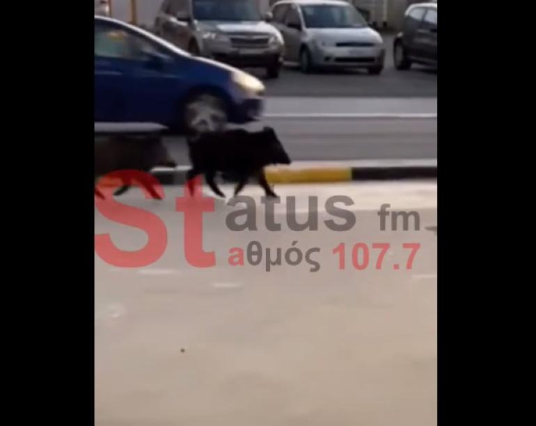 Θεσσαλονίκη: Γεμίσαμε...αγριογούρουνα (ΒΙΝΤΕΟ)