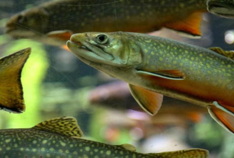 Καφεΐνη, κοκαΐνη και αγχολυτικά: Ψάρια με κατάθλιψη κι εθισμένα στα ναρκωτικά