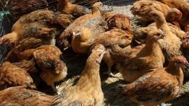 Επιβεβαιώθηκαν 4 νέα κρούσματα της γρίπης των πτηνών σε ανθρώπους στις ΗΠΑ