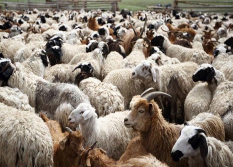 ΓΕΩΤ.Ε.Ε. - Η μάστιγα της ευλογιάς των αιγοπροβάτων και του αφθώδους πυρετού των διχήλων: Μια προαναγγελθείσα καταστροφή
