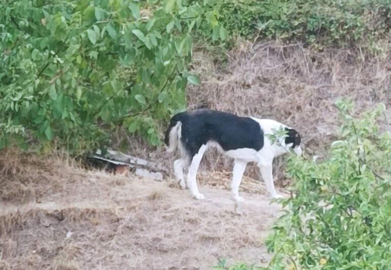 Καστοριά: Αδέσποτο τσομπανόσκυλο επιτέθηκε και δάγκωσε δύο οκτάχρονα παιδιά