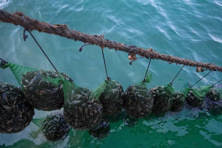 Θεσσαλονίκη: Προχωρούν οι διαδικασίες για την αποξήλωση 52 εγκαταστάσεων μυδοκαλλιέργειας στη Χαλάστρα