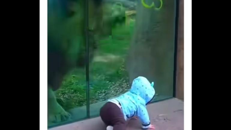 Ανατριχιαστικές επιθέσεις άγριων ζώων σε παιδιά