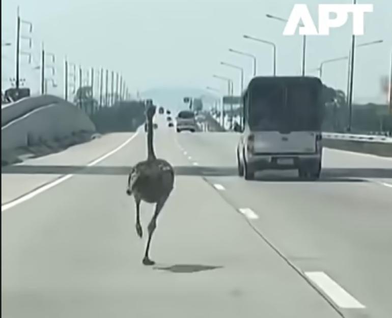 Ταϊλάνδη: Στρουθοκάμηλος απέδρασε από καφέ και δημιούργησε χάος σε αυτοκινητόδρομο (VIDEO)