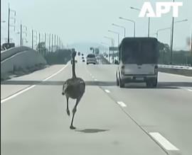 Ταϊλάνδη: Στρουθοκάμηλος απέδρασε από καφέ και δημιούργησε χάος σε αυτοκινητόδρομο (VIDEO)