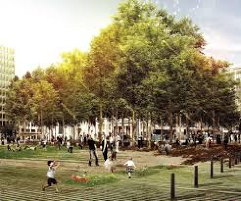 Θεσσαλονίκη: Από τα δάση της Καταλονίας 33 αριές στην πλατεία Ελευθερίας