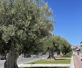 Ο Δήμος Θεσσαλονίκης έβγαλε “εξαιρετικά παρθένο ελαιόλαδο”
