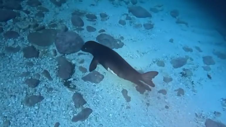 Κάρπαθος: Η γέννηση αρσενικής φώκιας φέρνει ελπίδα για τη συνέχεια του σπάνιου είδους της