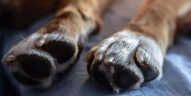 Θεσσαλονίκη: Συνελήφθη 28χρονος που χτύπησε επίτηδες και τραυμάτισε σκύλο με το αυτοκίνητό του