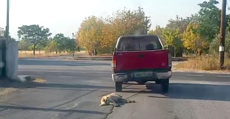 Βέροια: Οδηγός συνελήφθη γιατί έσερνε σκύλο με το αγροτικό του - Κατηγορείται για κακούργημα (vid)