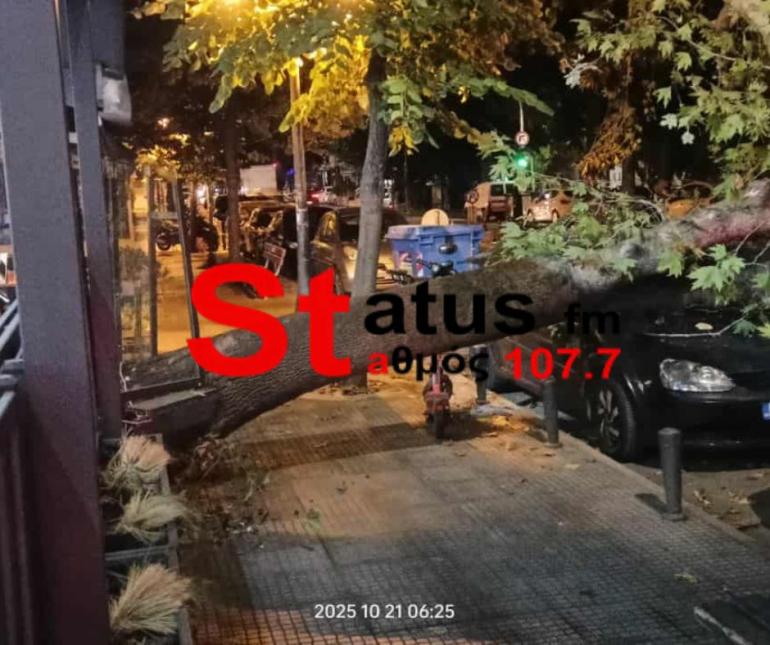Πτώση δένδρου στην Άνω Τούμπα: Εκτρέπεται η κυκλοφορία των λεωφορείων