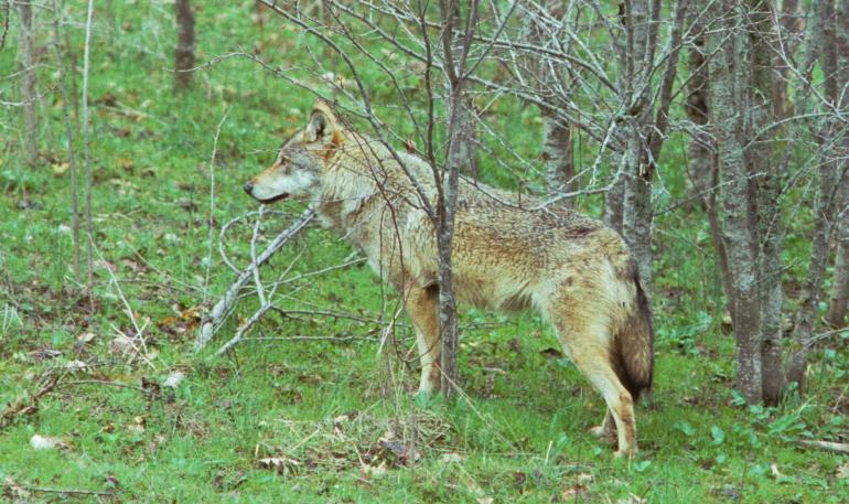 Χαλκιδική: Μεγαλόσωμος λύκος εμφανίστηκε και στα Σήμαντρα – “Από την ανομβρία στέρεψαν οι πηγές στα βουνά και ψάχνει νερό σε εμάς”