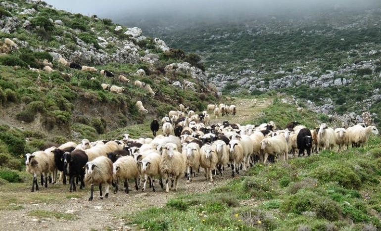 ΥΠΑΑΤ: Νέα έκτακτη στήριξη 56 εκατ. των κτηνοτρόφων λόγω ευλογιάς και πανώλης