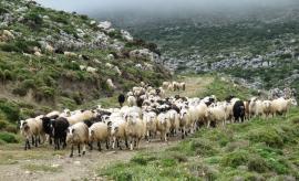 ΥΠΑΑΤ: Νέα έκτακτη στήριξη 56 εκατ. των κτηνοτρόφων λόγω ευλογιάς και πανώλης