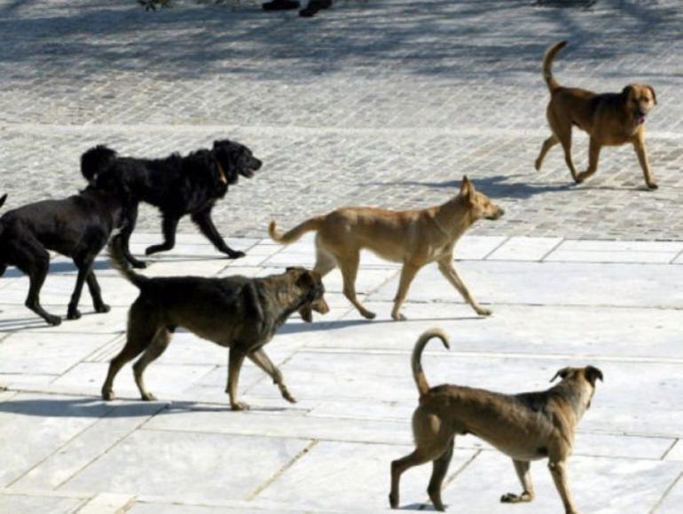 Αγέλη σκύλων κατασπάραξε 70χρονη στα Πλατανούλια Λάρισας