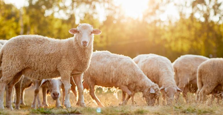 Πανώλη αιγοπροβάτων: Συναγερμός για τα κρούσματα πανώλης στην Θεσσαλία