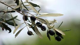 Σε αναμονή ο κλάδος της επιτραπέζιας ελιάς και του τυποποιημένου ελαιολάδου λόγω αμερικανικών δασμών
