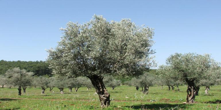 Τσουνάμι προστίμων για τους ελαιοπαραγωγούς: Υποχρεωτική η δήλωση των δέντρων