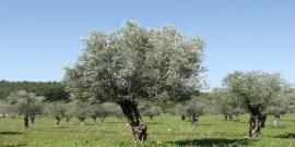 Τσουνάμι προστίμων για τους ελαιοπαραγωγούς: Υποχρεωτική η δήλωση των δέντρων