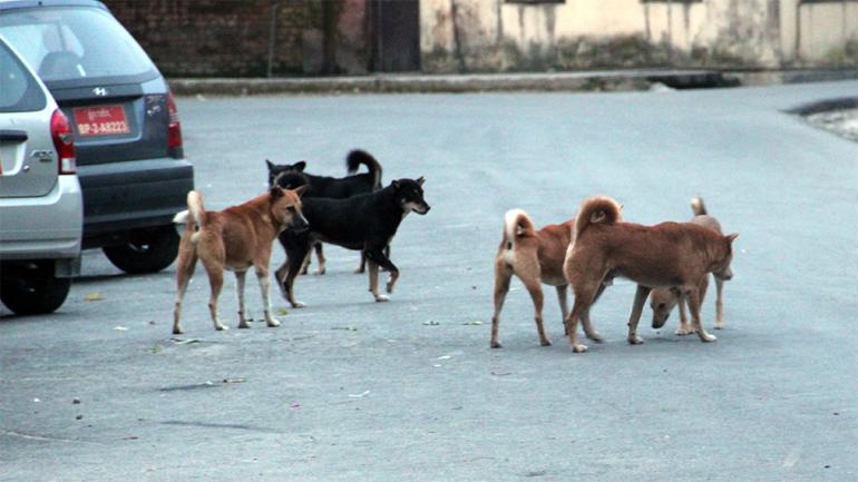 Θεσσαλονίκη: Απομακρύνθηκαν 13 σκυλιά της αγέλης στο ρέμα Πλαστήρα