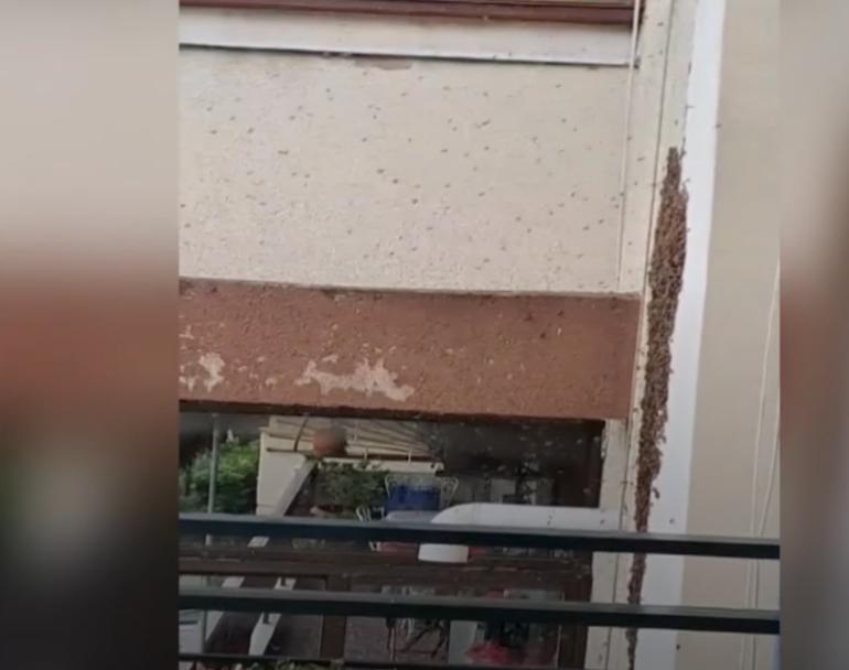 Θεσσαλονίκη: Μελίσσι αναστάτωσε δημοτικό σχολείο