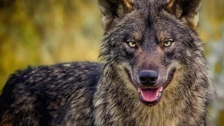 Θεσσαλονίκη: Λύκος εμφανίστηκε στη Θέρμη
