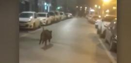 ΒΙΝΤΕΟ-Θεσσαλονίκη: Αγριογούρουνο έκανε… βόλτα στην οδό Ίωνος Δραγούμη - Ανέβηκε στο ΥΜΑΘ