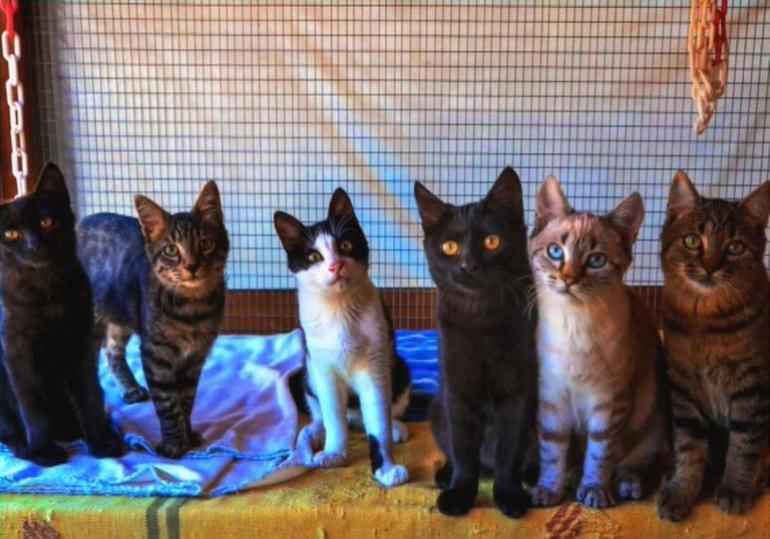 Δωρεάν διαμονή στην Σύρο για εθελοντές που θα φροντίσουν αδέσποτες γάτες