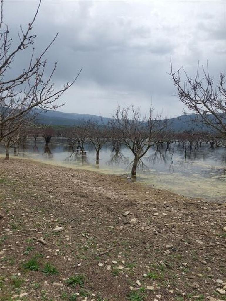 Λίμνη Κάρλα: Το εντυπωσιακό φαινόμενο με τις υποβρύχιες αμυγδαλιές